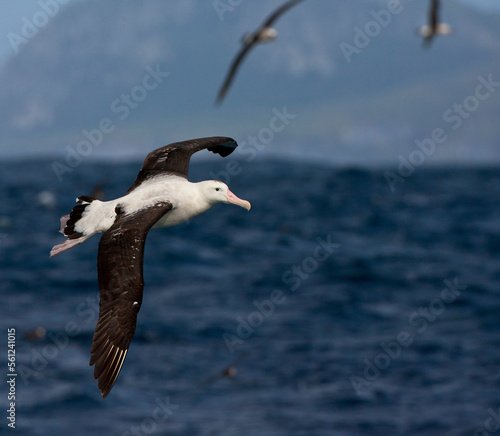 Obraz na płótnie Tristanalbatros, Tristan Albatross, Diomedea dabbenena w salonie