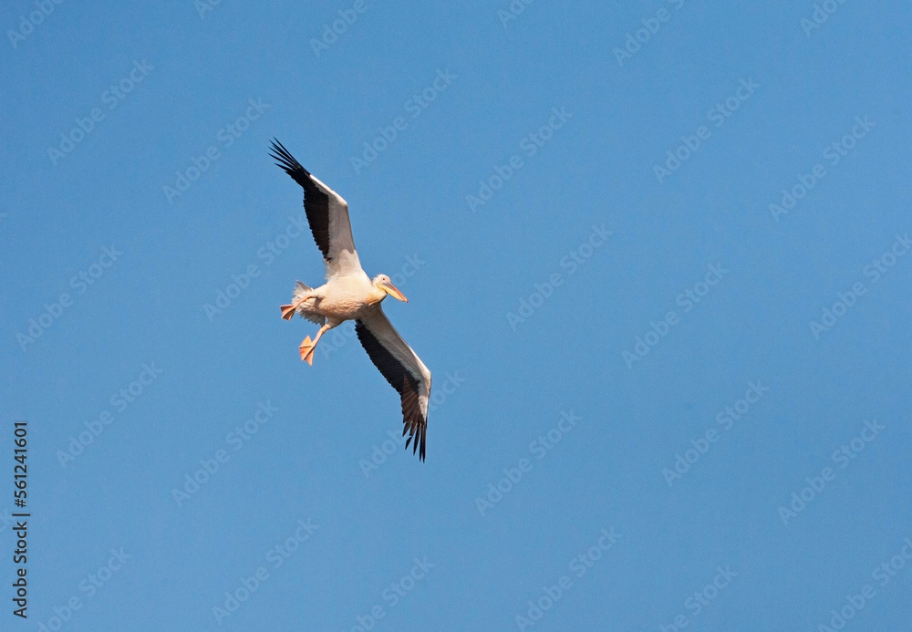 Roze Pelikaan, Great White Pelican Roze Pelikaan, Great White Pelican