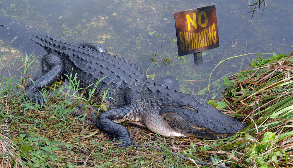 Obraz premium No swimming sign and American alligator in Florida , USA