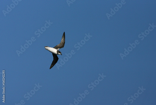 Obraz na płótnie Donsstormvogel, Soft-plumaged Petrel, Pterodroma mollis