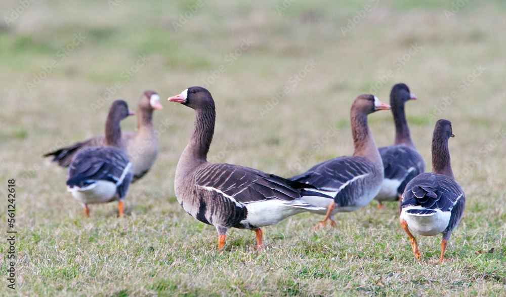 Kolgans, White-fronted Goose, Anser albifrons