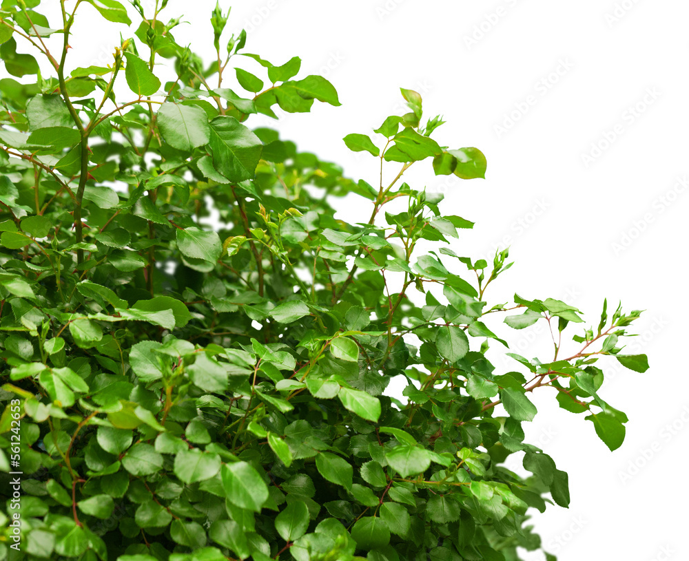 Fresh a gardening green grass Fresh a gardening green grass