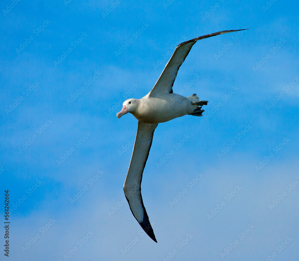 Fototapeta premium Grote Albatros, Snowy (Wandering) Albatross, Diomedea (exulans) exulans