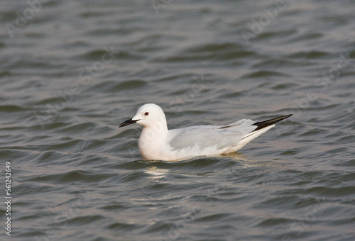 Dunbekmeeuw; Slender-billed Gull; Chroicocephalus genei