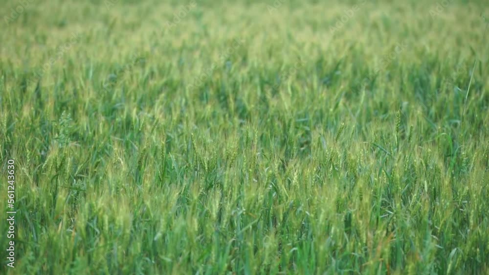 Organic crop. Green rye field. Harvest in natural environment. Organic crop. Green rye field. Harvest in natural environment.