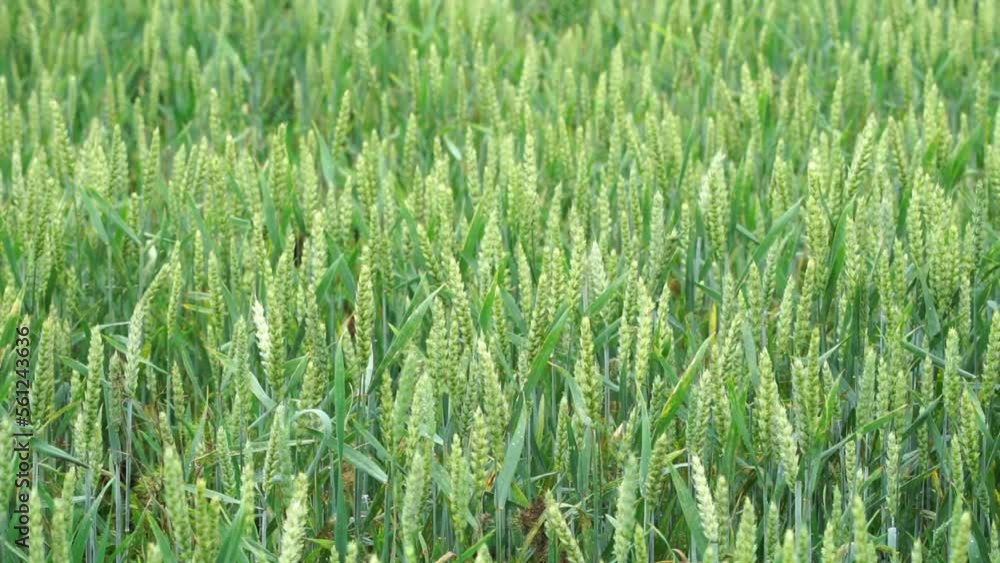 Organic crop. Green wheat field. Harvest in natural environment. Organic crop. Green wheat field. Harvest in natural environment.