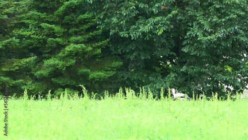 Grus grus. Common crane rest on the edge of the forest. Birds on the meadow. Eurasian crane  rising flight, natural environment background.