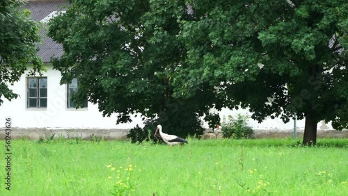 Grus grus. Common crane rest on the edge of the forest. Birds on the meadow. Eurasian crane  rising flight, natural environment background.
