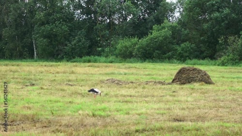 Grus grus. Common crane rest on the edge of the forest. Birds on the meadow. Eurasian crane  rising flight, natural environment background.