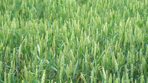 Organic crop. Green wheat field. Harvest in natural environment.
