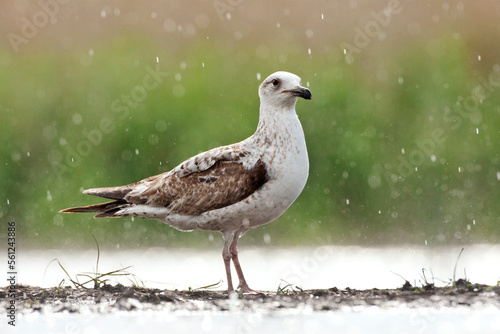 Pontische Meeuw, Caspian Gull, Larus cachinnans photo