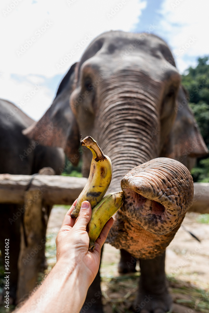 Man feeding Elephants in a Elephant Sanctuary. Chiang Mai, Thailand. Man feeding Elephants in a Elephant Sanctuary. Chiang Mai, Thailand.