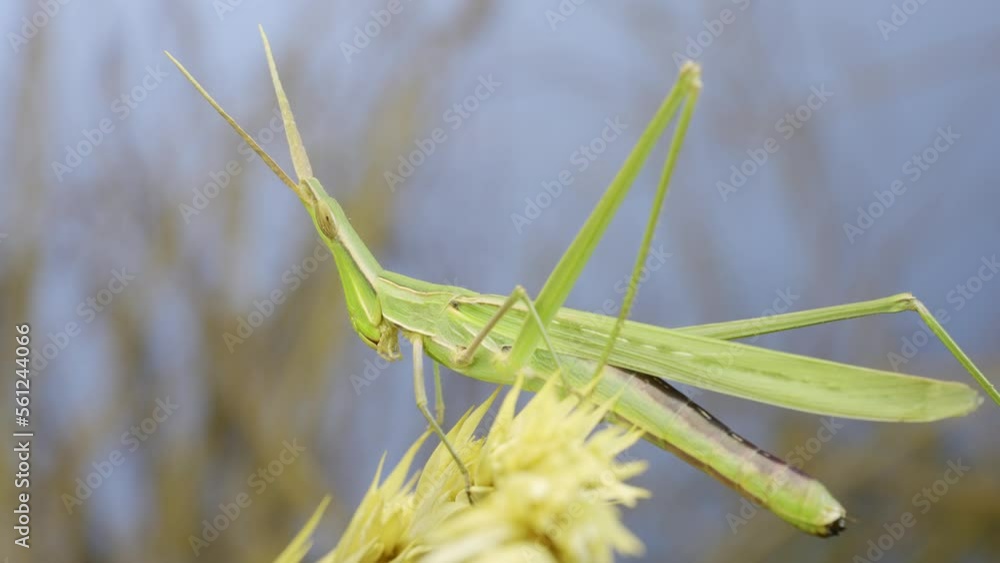 Giant green slant-face grasshopper Acrida sitting on top of spikelet on grass and blue sky background. Giant green slant-face grasshopper Acrida sitting on top of spikelet on grass and blue sky background.