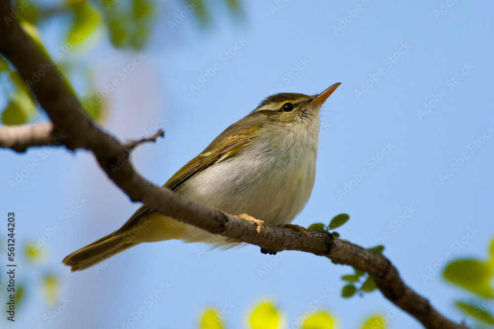 Kroonboszanger, Eastern Crowned Warbler, Phylloscopus coronatus Kroonboszanger, Eastern Crowned Warbler, Phylloscopus coronatus