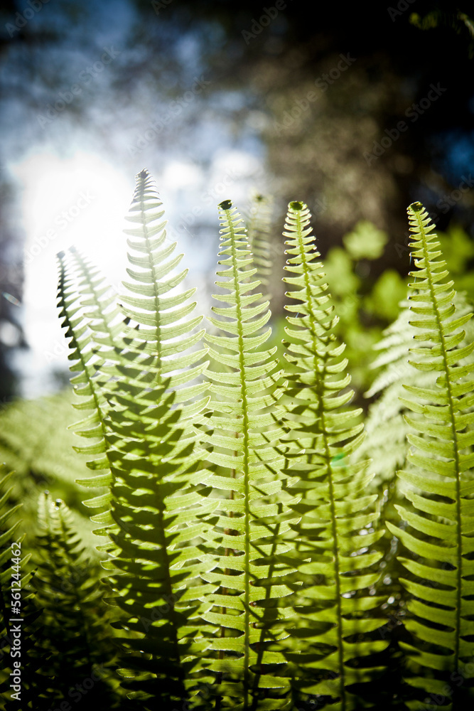 Deer Ferns (Blechnum spicant) Deer Ferns (Blechnum spicant)