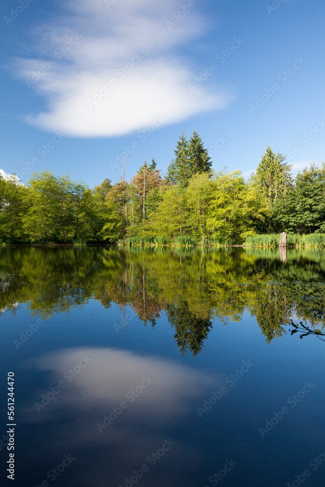 Forest And Cloud Reflected In A Small Lake Forest And Cloud Reflected In A Small Lake