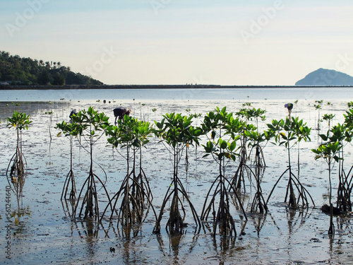 Young mangrove trees on beach, Sebu, Philippines photo