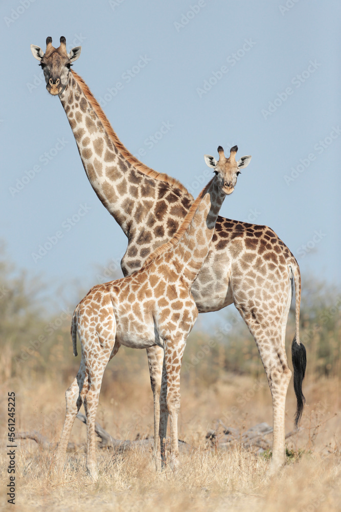 Giraffe and Calf, Chobe National Park, Botswana Giraffe and Calf, Chobe National Park, Botswana