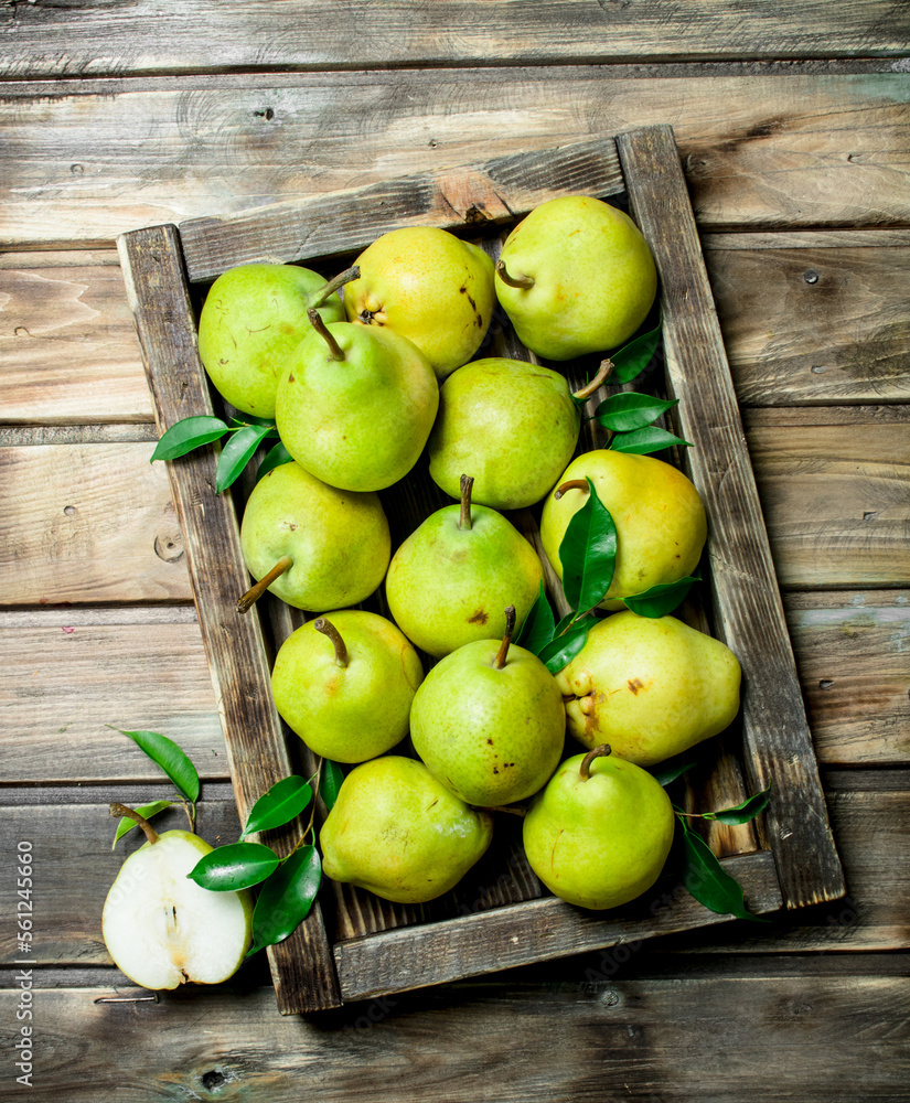 Ripe pears with leaves in tray. Ripe pears with leaves in tray.