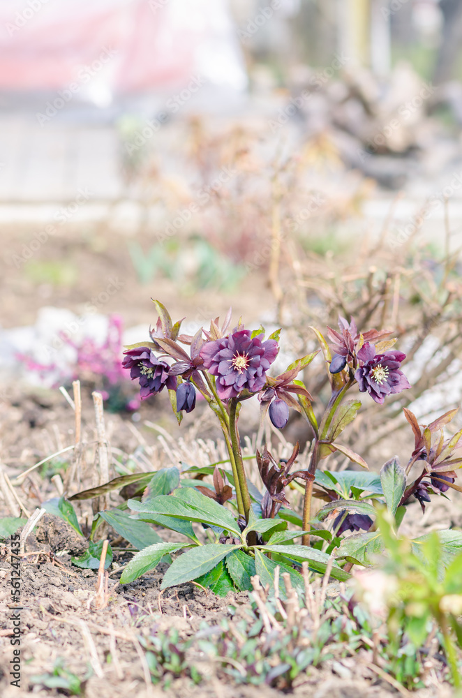 dark purple helleborus blooming in springtime dark purple helleborus blooming in springtime