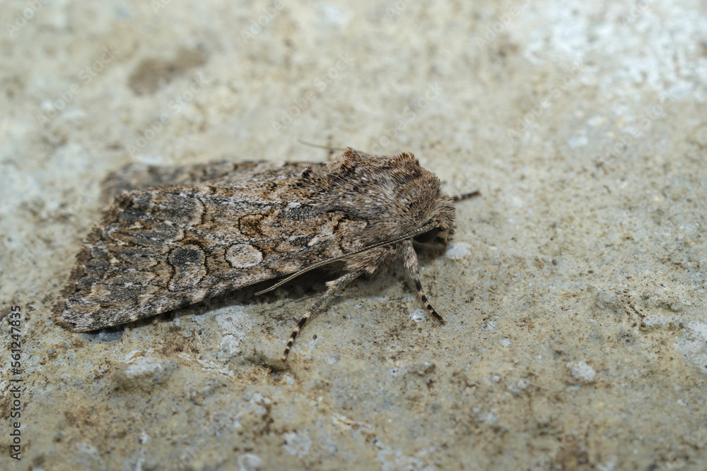Closeup on the nutmeg owlet moth, Anarta trifolii Closeup on the nutmeg owlet moth, Anarta trifolii