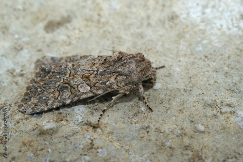 Closeup on the nutmeg owlet moth, Anarta trifolii