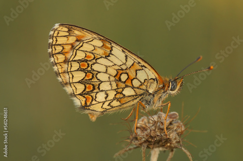 Closeup on the Mediterranean blue-eyed Provincal fritillary butterfly,Melitaea deione, sittng with closed wings in the shade