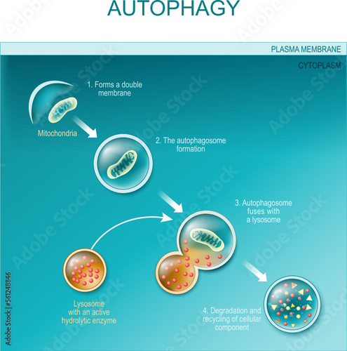 autophagy of mitochondria