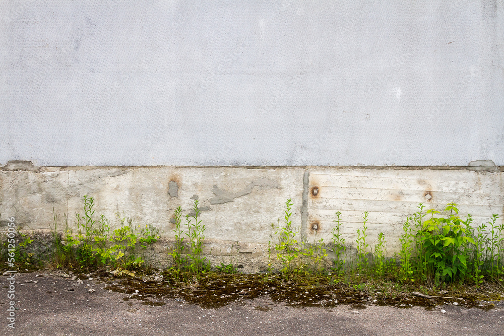Urban grungy concrete wall with green grass Urban grungy concrete wall with green grass