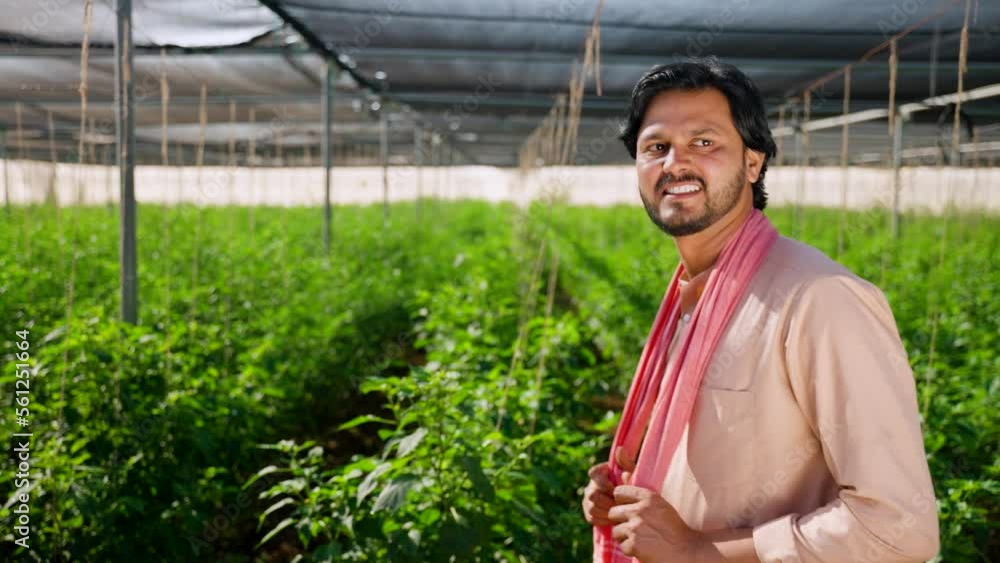 Side view tracking shot of happy successful farmer by looking around greenhouse plantation - concept of satisfied , agro business and modern farming Side view tracking shot of happy successful farmer by looking around greenhouse plantation - concept of satisfied , agro business and modern farming