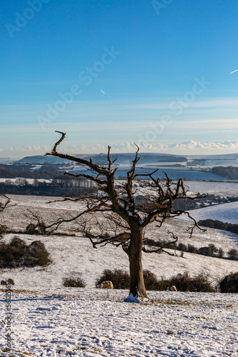 A bare tree on Ditchling Beacon in Sussex, with snow on the ground and a blue sky overhead