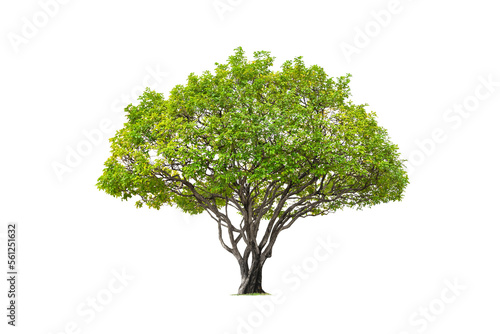 Beautiful big Canopy Tree on transparent background  png file