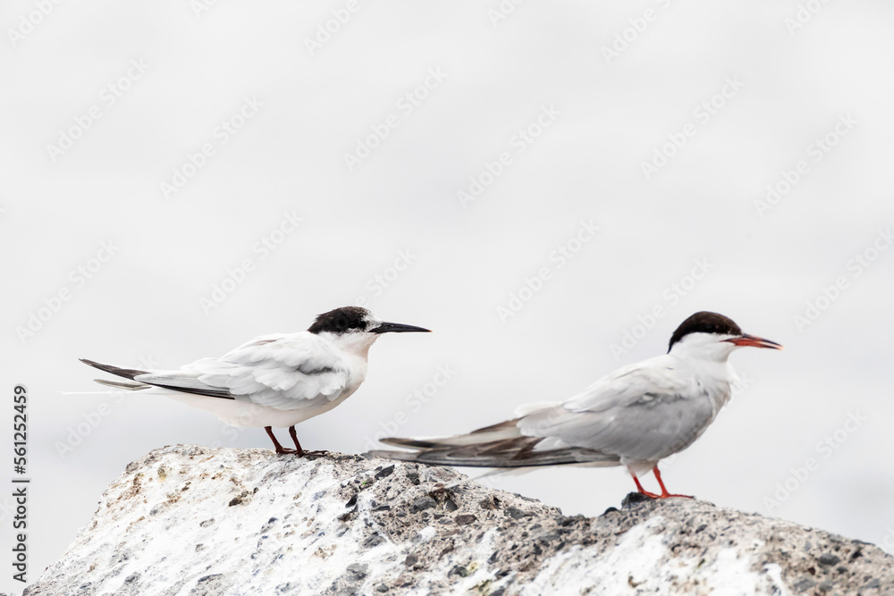 Dougalls Stern, Roseate Tern, Sterna dougallii Dougalls Stern, Roseate Tern, Sterna dougallii