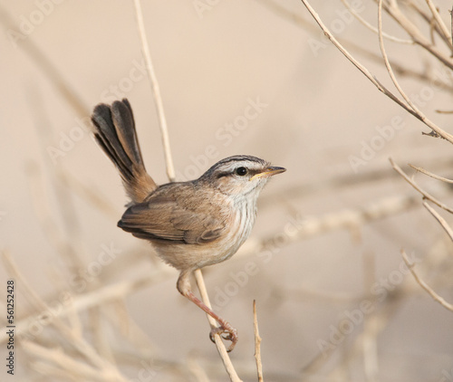 Maquiszanger, Streaked Scrub Warbler, Scotocerca inquieta