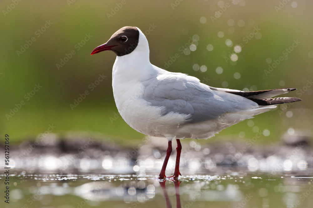 Kokmeeuw, Common Black-headed Gull, Croicocephalus ridibundus Kokmeeuw, Common Black-headed Gull, Croicocephalus ridibundus