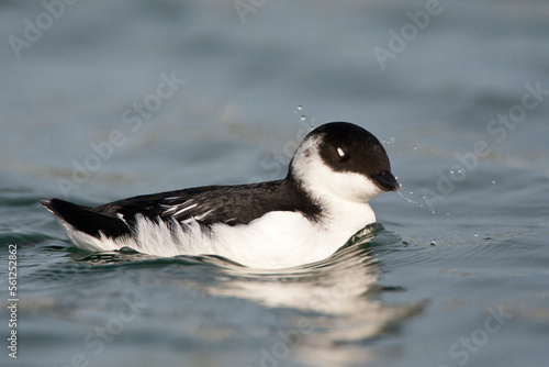 Fotografie Kleine Alk, Little Auk, Alle alle