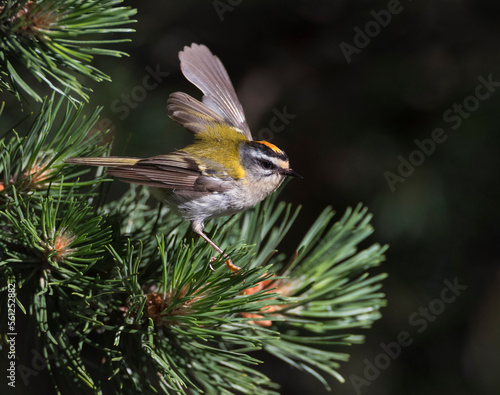 Vuurgoudhaan, Firecrest, Regulus ignicapilla photo