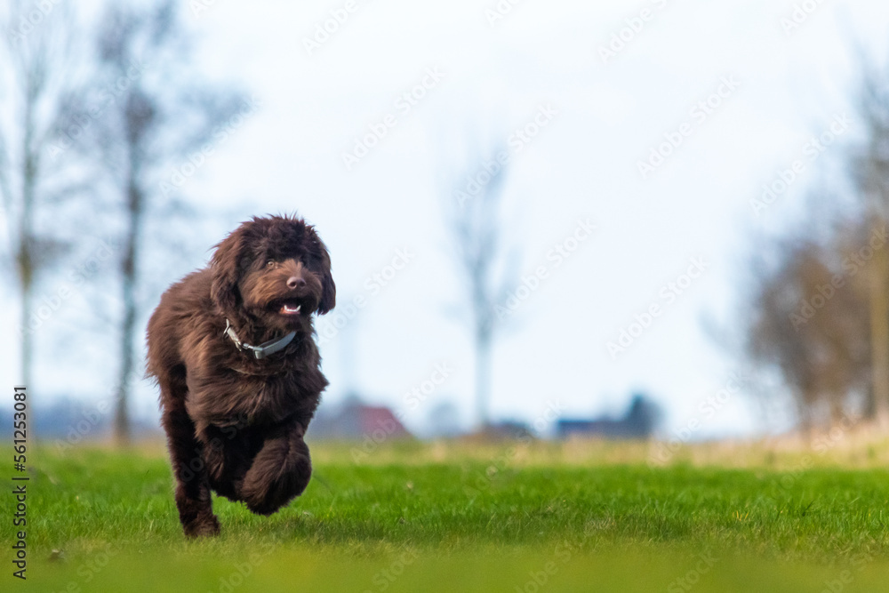 Fototapeta premium Brown labradoodle pup playing with a tennisbal.