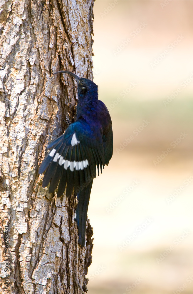 Zuidafrikaanse Boomhop, Common Scimitarbill, Rhinopomastus cyanomelas
