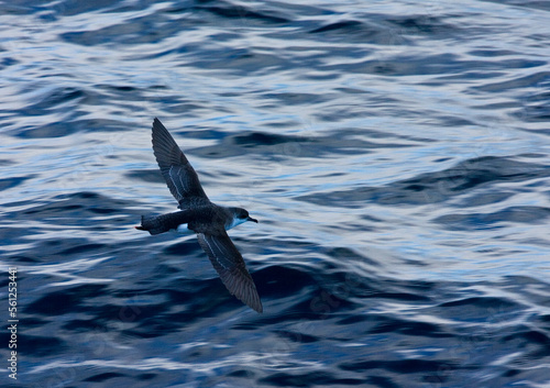 Subantarctische Kleine Pijlstormvogel  Subantarctic Little Shearwater  Puffinus elegans