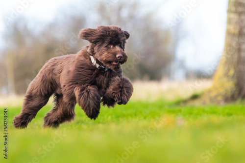 Brown labradoodle pup playing with a tennisbal.