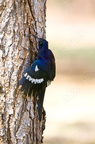 Obraz na płótnie Zuidafrikaanse Boomhop, Common Scimitarbill, Rhinopomastus cyanomelas w salonie