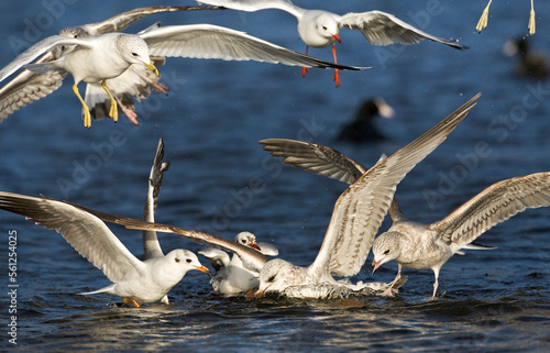 Meeuwen vechtend; Gulls fighting