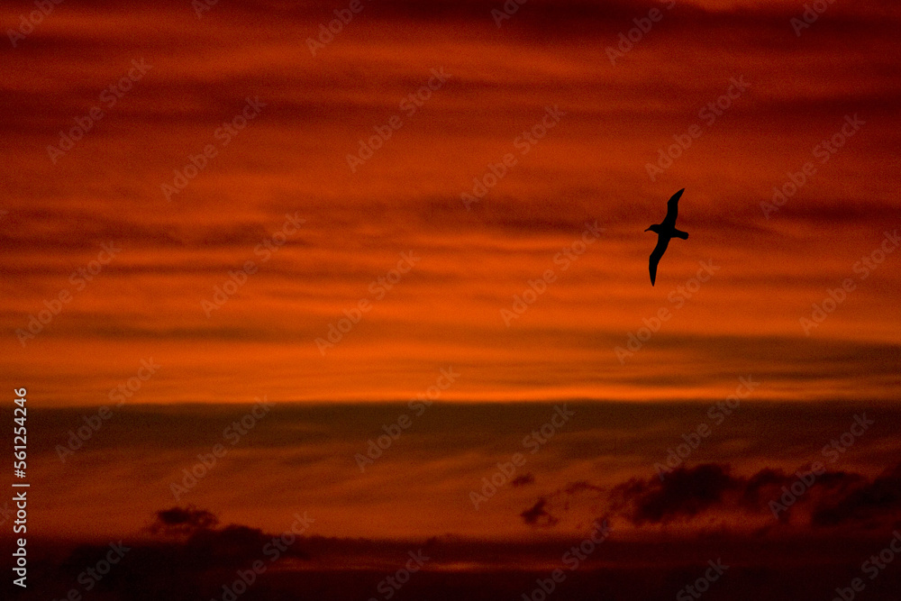 Fototapeta premium Grote Albatros, Snowy (Wandering) Albatross, Diomedea (exulans) exulans