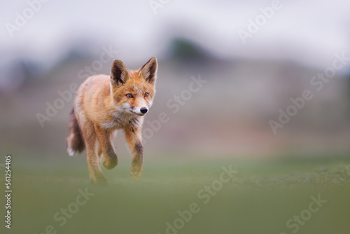 Fototapeta Naklejka Na Ścianę i Meble -  a young red fox running through the fields