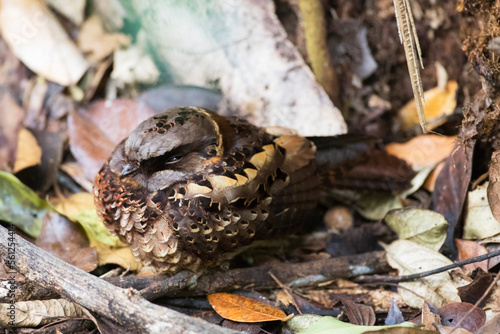 Obraz na płótnie Gekraagde Nachtzwaluw, Collared Nightjar, Gactornis enarratus w salonie