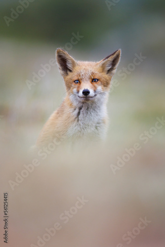 a young red fox sits in the tall grass © Pim Leijen