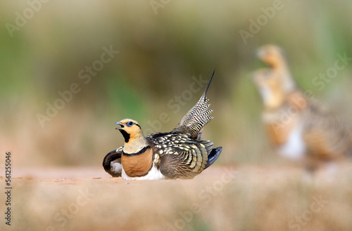 Witbuikzandhoen, Pin-tailed Sandgrouse, Pterocles alchata photo