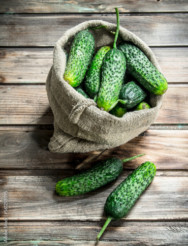 Ripe cucumbers in an sack.