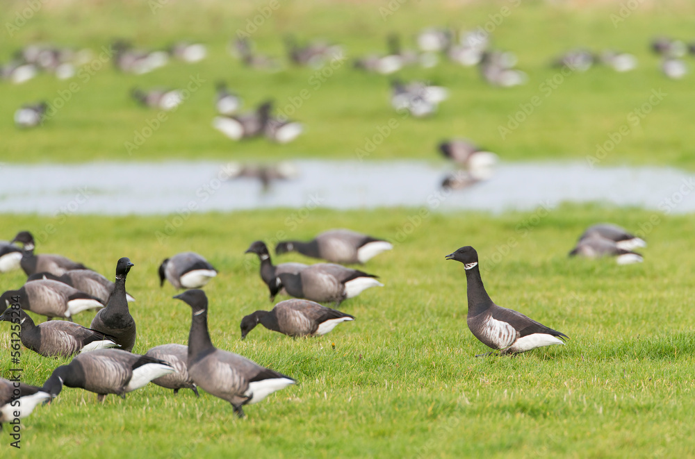 Black brant goose, Branta (bernicla) nigricans Black brant goose, Branta (bernicla) nigricans